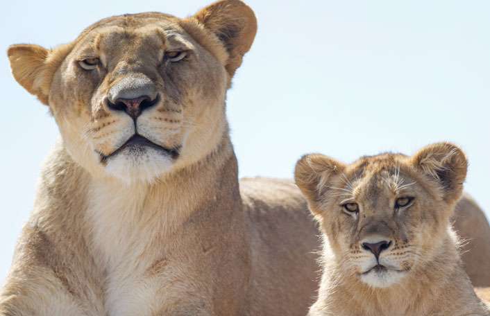 Monarto Safari Park - Lions at Bedtime (inc Safari Park entry)