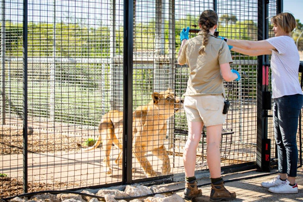 Monarto Safari Park - Lions at Bedtime (inc Safari Park entry)
